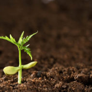 Plantas do agreste e do sertão inspiram chef de Recife